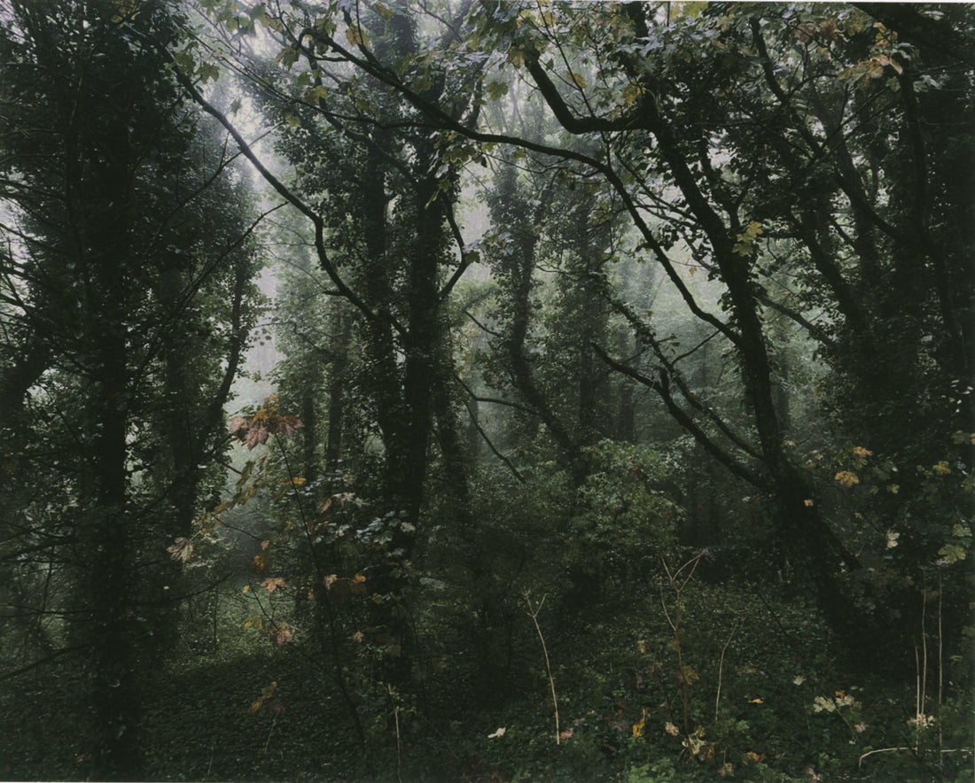 Ithell Colquhoun: Rebel, Mystic and Artist