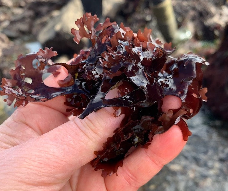 Seaweed Foraging.