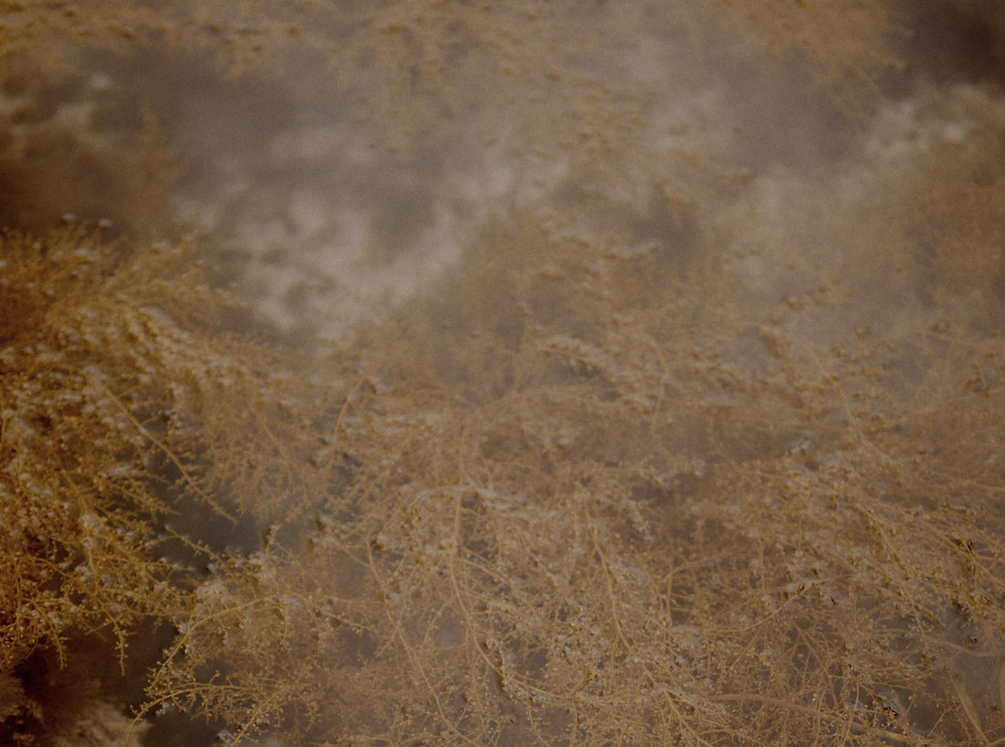 Oceana - our chosen charity