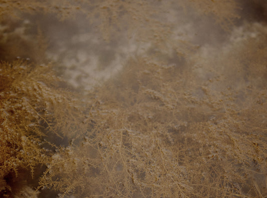 Oceana - our chosen charity