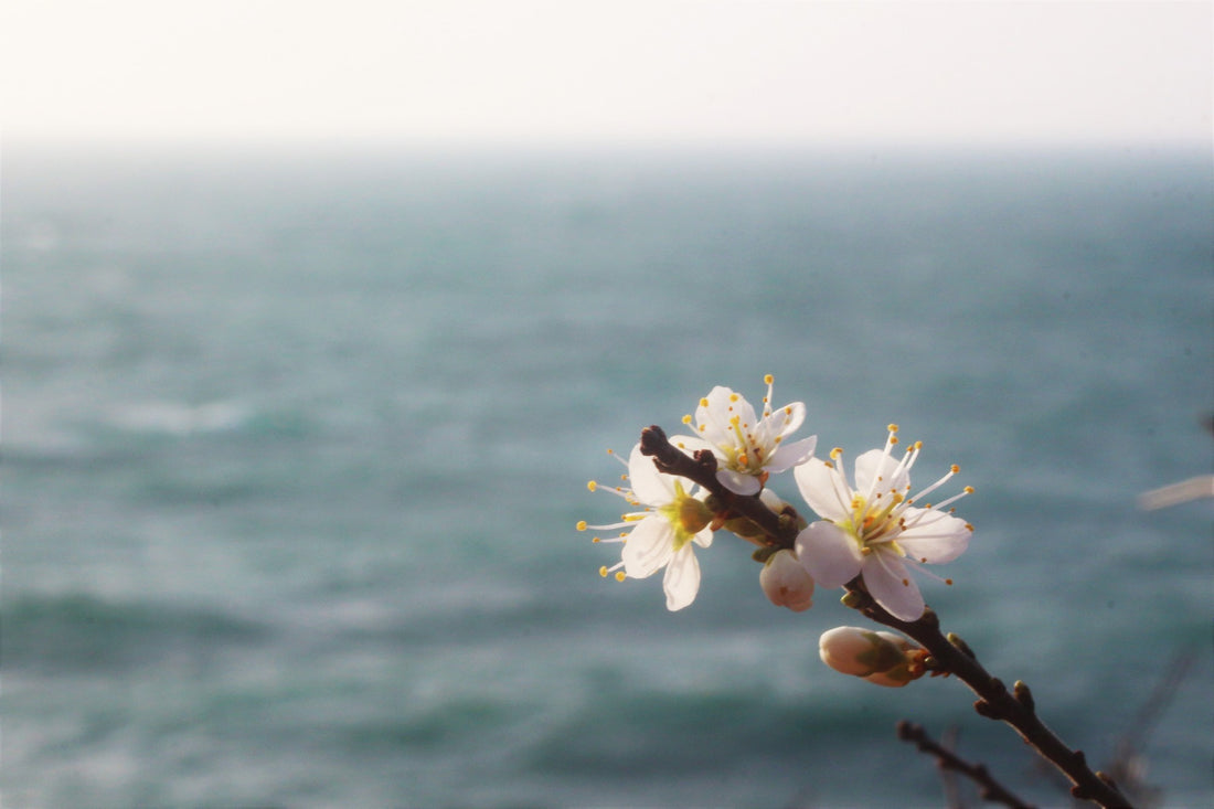 Spring colours along the coast path