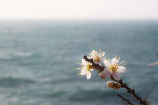 Spring colours along the coast path