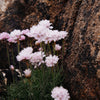 Thrift Craggy Alaria Ring
